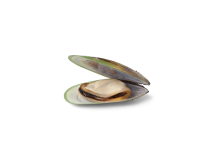 ingredient-green-lipped-clam.png